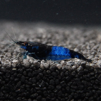 Blue Diamond Rili Garnele im bepflanzten Garnelenbecken