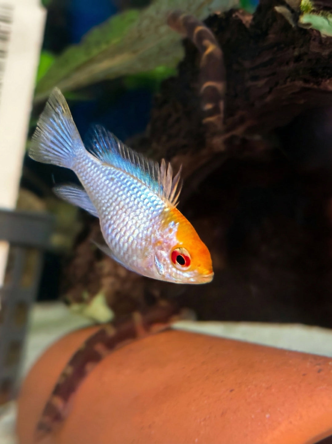 Schmetterlingsbuntbarsch im Aquarium