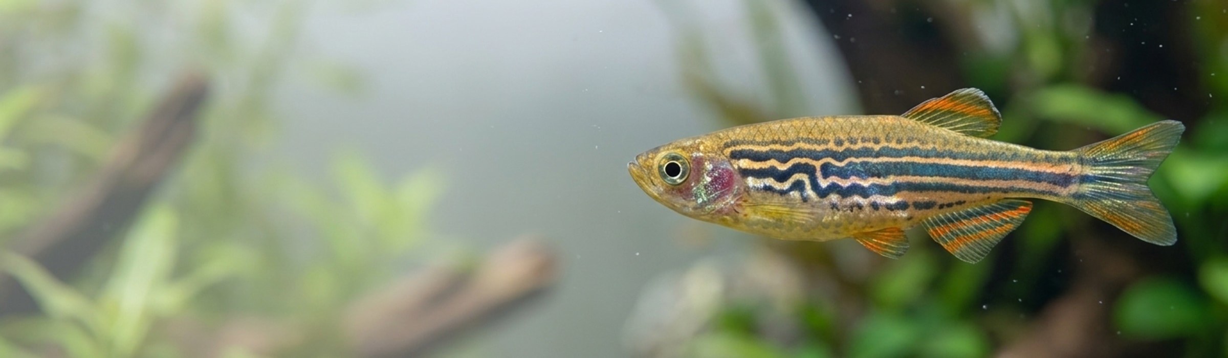 Karpfenartige Collection Hero