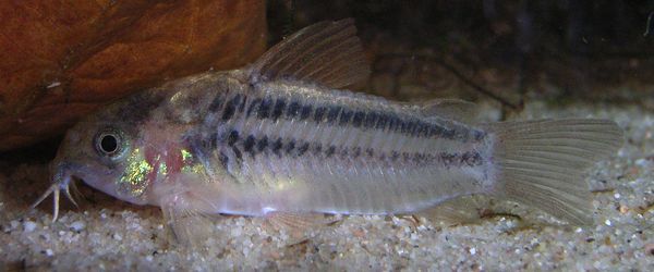 Fische