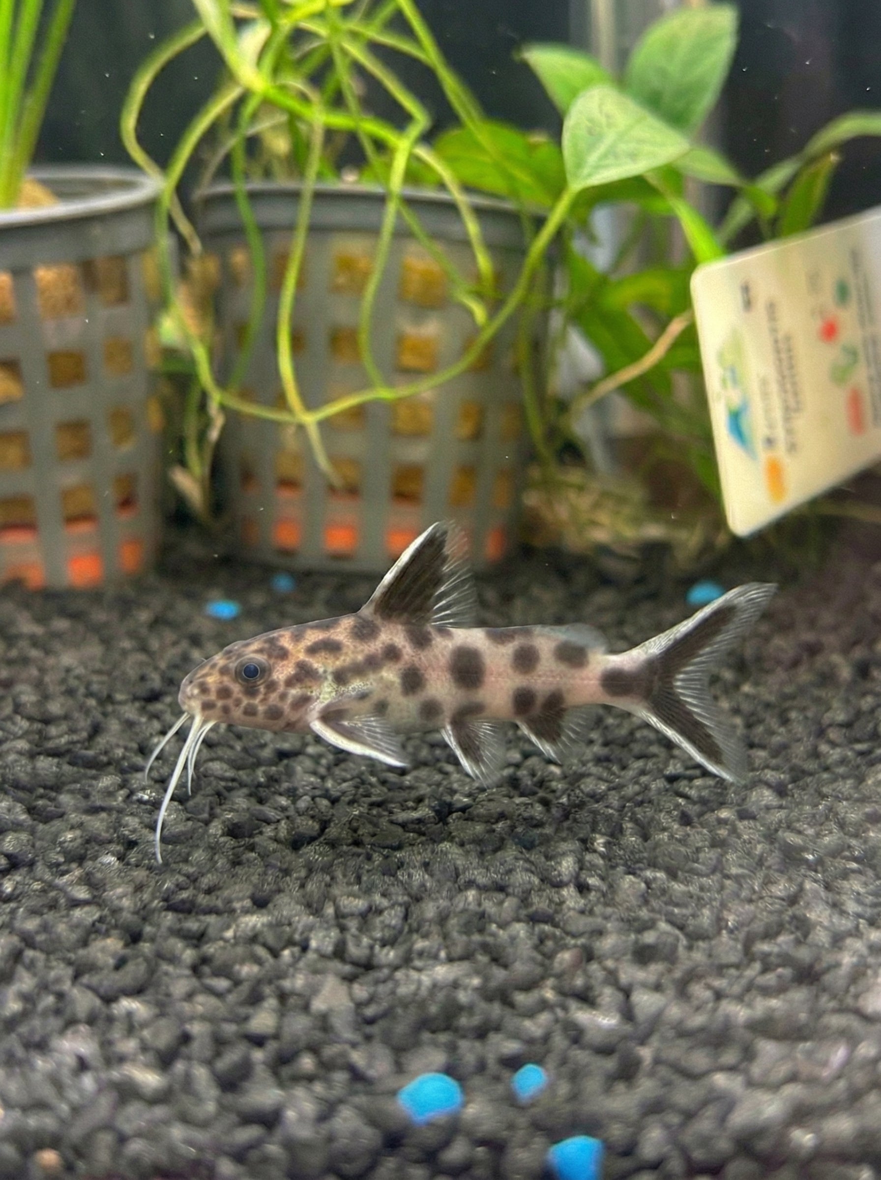 Fische