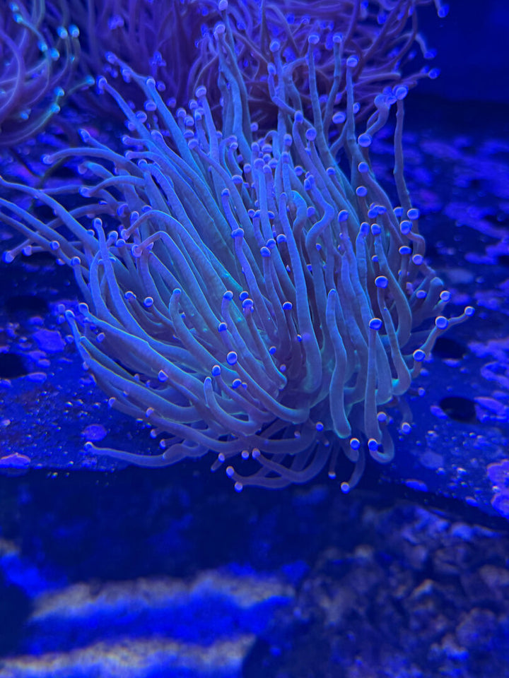 Cotton Candy Euphyllia – Euphyllia glabrescens 2+ Köpfe WYSIWYG