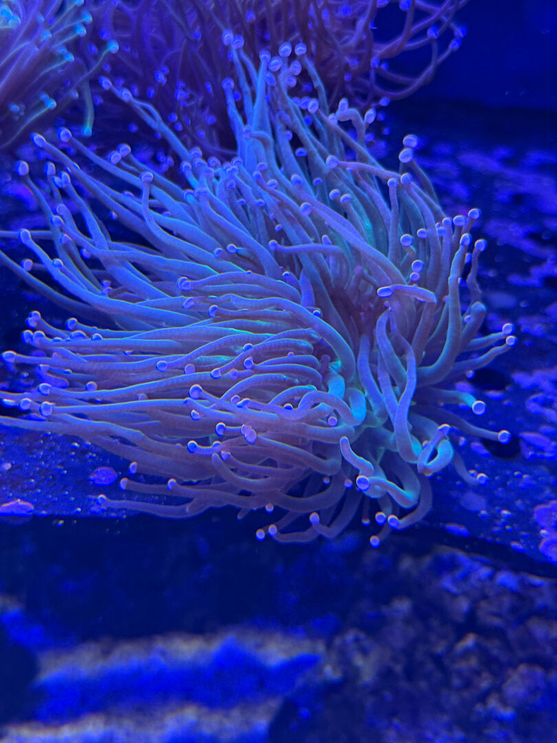 Cotton Candy Euphyllia – Euphyllia glabrescens 2+ Köpfe WYSIWYG