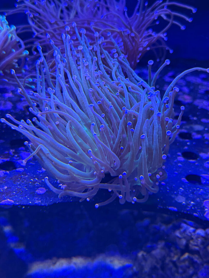 Cotton Candy Euphyllia – Euphyllia glabrescens 2+ Köpfe WYSIWYG