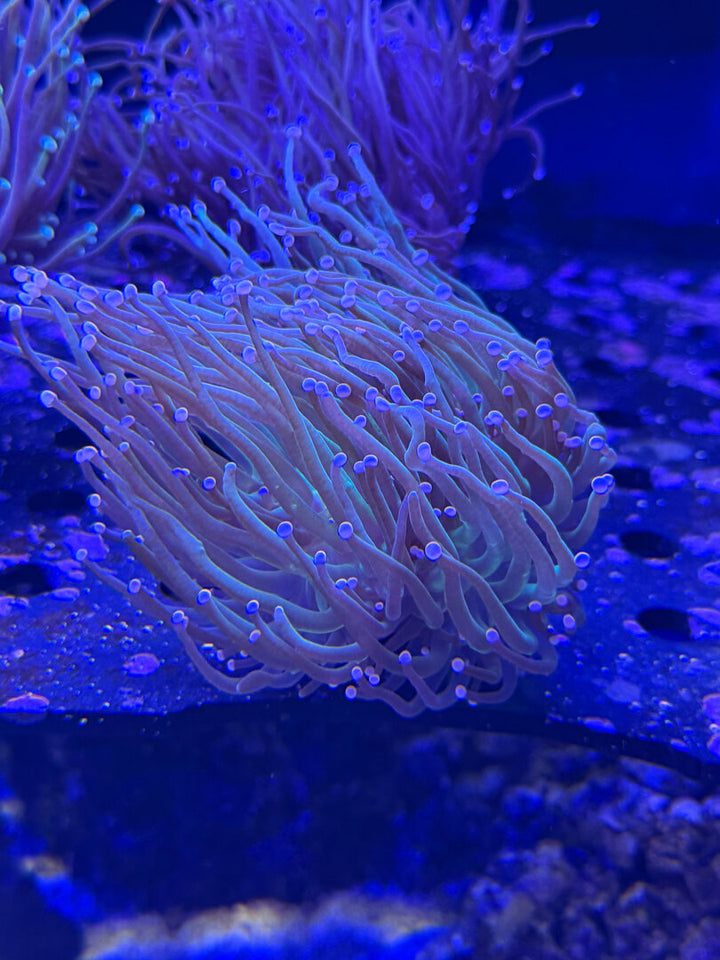 Cotton Candy Euphyllia – Euphyllia glabrescens 2+ Köpfe WYSIWYG