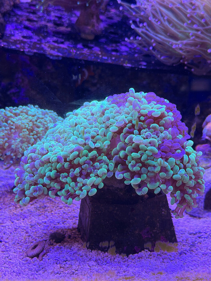 Euphyllia paraancora „Toxic Green Splatter“ DNZ