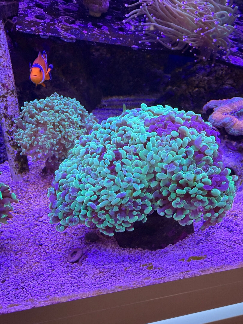 Euphyllia paraancora „Toxic Green Splatter“ DNZ
