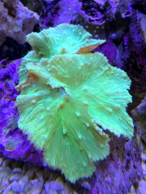 Sinularia brassica „Ultra Neon Green“ – RAR