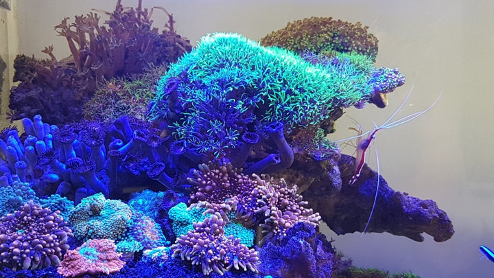 Aquarium unter daytime onex Marine Blue Licht