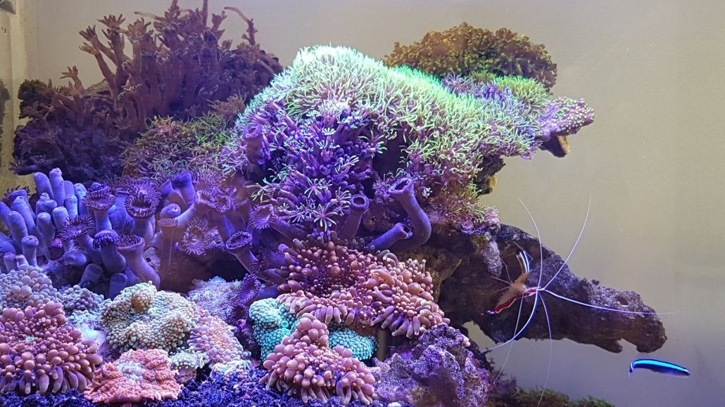Aquarium unter daytime onex Marine White Licht