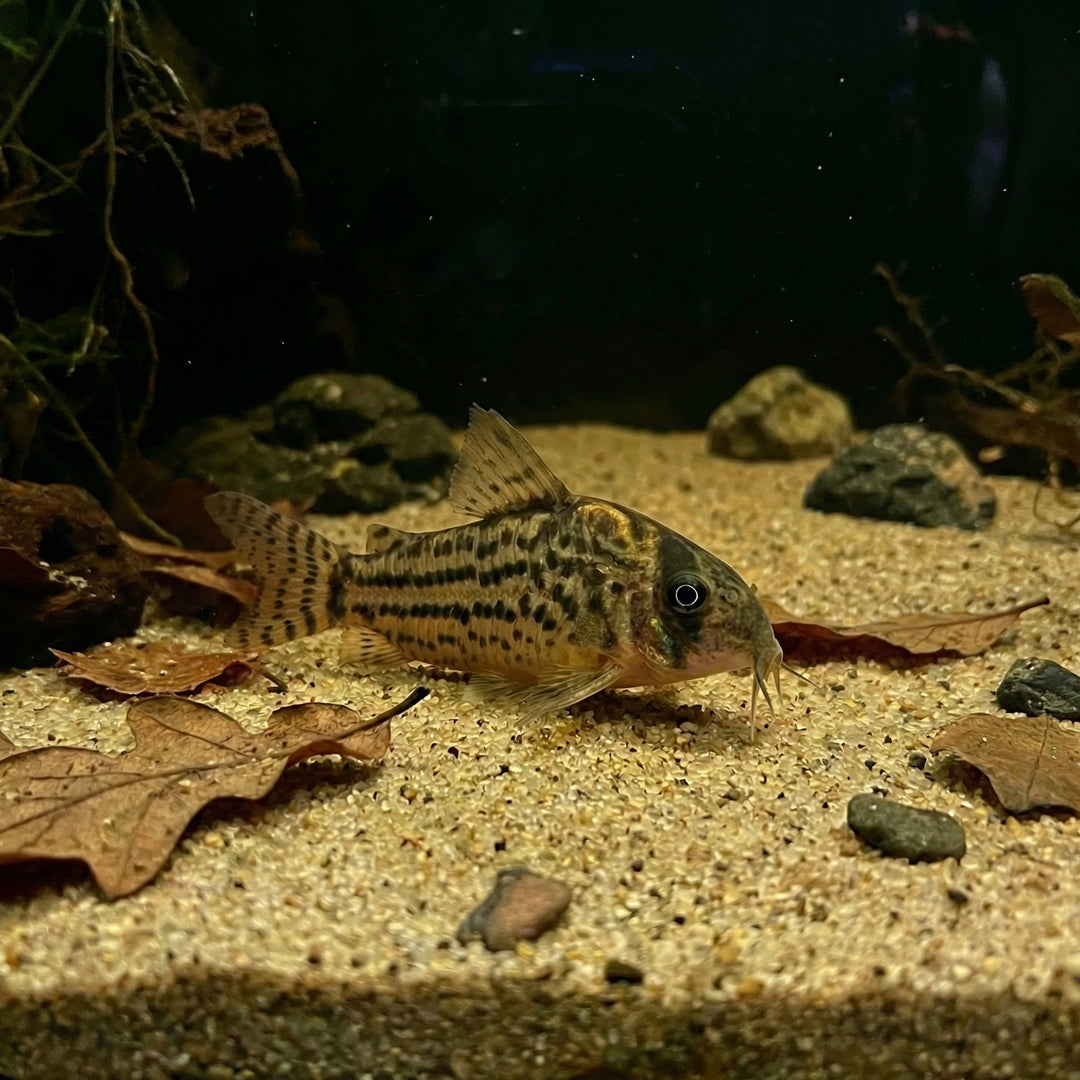 Bänderpanzerwels / Schwarz’ Panzerwels (Corydoras schwarzi)