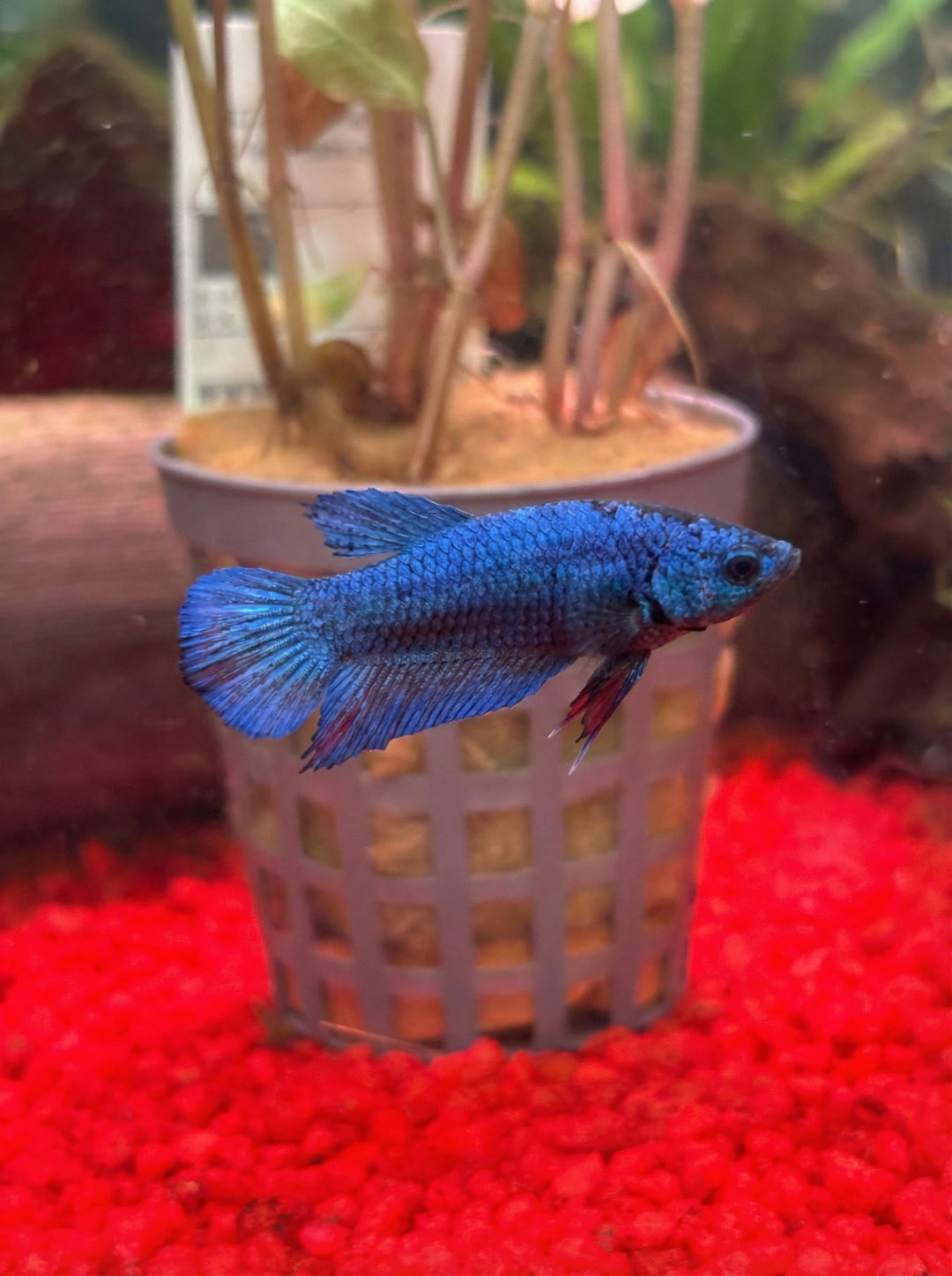 Blaues Kampffischweibchen (Betta splendens)