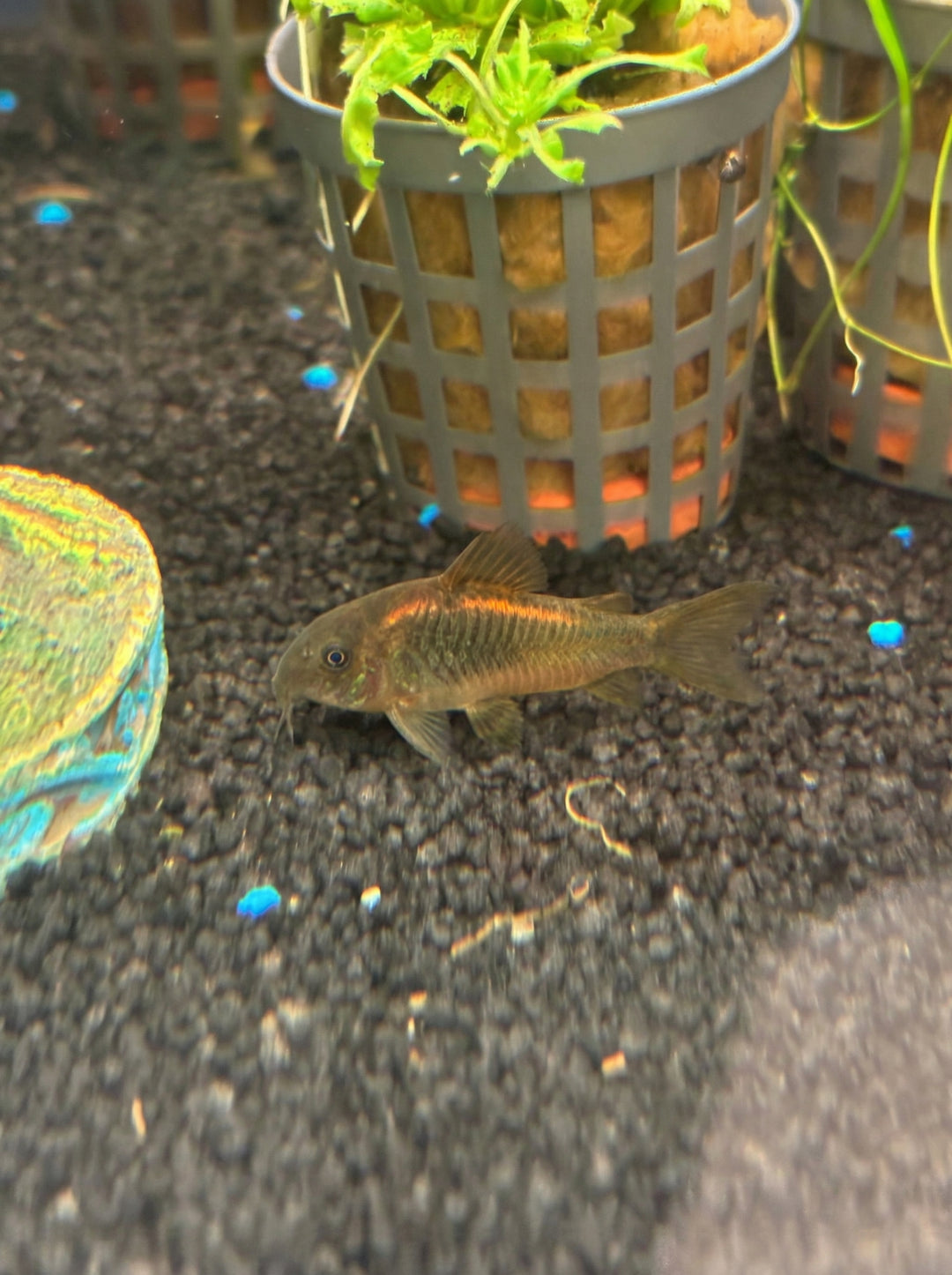 Red-Stripe-Panzerwels (Osteogaster sp. CW014)