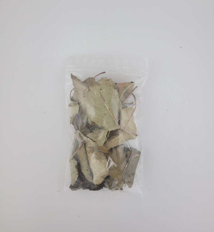 Apfelbaumblätter - 20 Stück / Premium Qualität