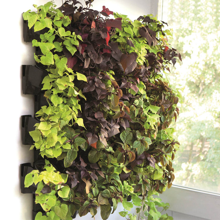 Aquael Versa Garden Pflanzenwand vertikaler Garten, Starter Kit von Aquael