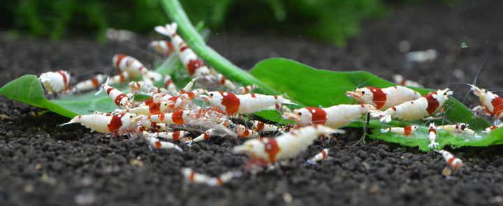 AQUARIO Neo Soil Compact Shrimp von AQUARIO