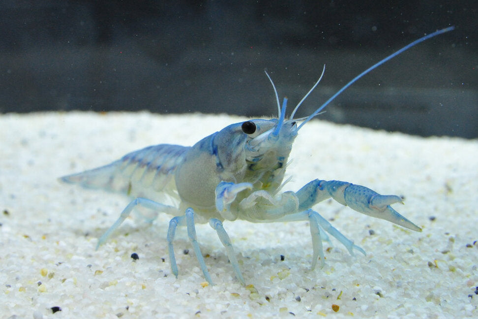 Blauer Floridakrebs - Procambarus alleni M/L