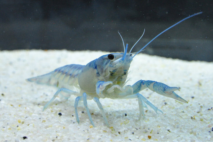 Blauer Floridakrebs - Procambarus alleni M/L
