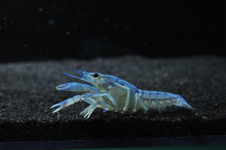 Blauer Floridakrebs - Procambarus alleni M/L
