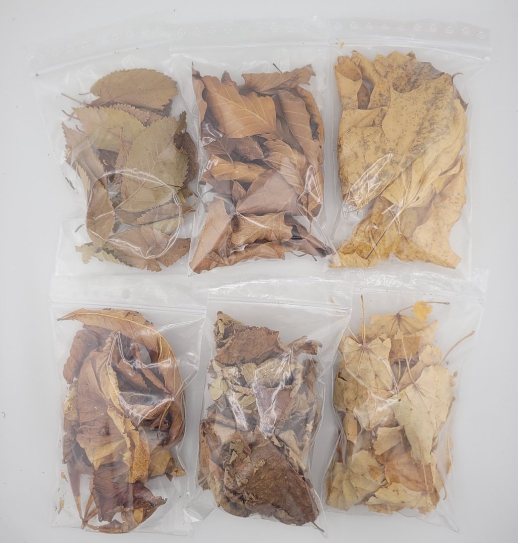 Brauner Blätter-Mix, Herbstlaub Futterblätter Ergänzungsfutter für Garnelen - 20 Stück