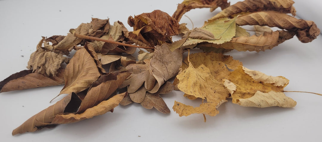 Brauner Blätter-Mix, Herbstlaub Futterblätter Ergänzungsfutter für Garnelen - 20 Stück
