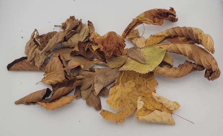 Brauner Blätter-Mix, Herbstlaub Futterblätter Ergänzungsfutter für Garnelen - 20 Stück