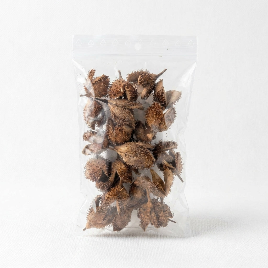 Bucheckern - 20 Stück / Premium Qualität - Ergänzungsfutter und Versteckmöglichkeit von Bucheckern