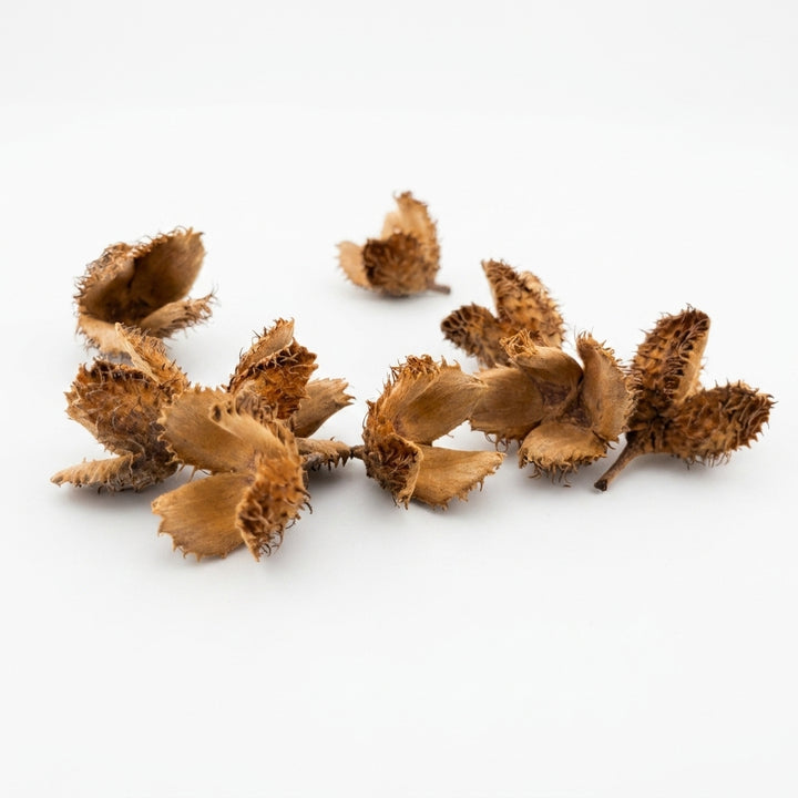 Bucheckern - 20 Stück / Premium Qualität - Ergänzungsfutter und Versteckmöglichkeit von Bucheckern