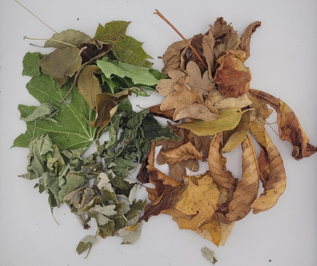 Bunter Blätter-Mix, braune/grüne Futterblätter, Ergänzungsfutter für Garnelen - 20 Stück