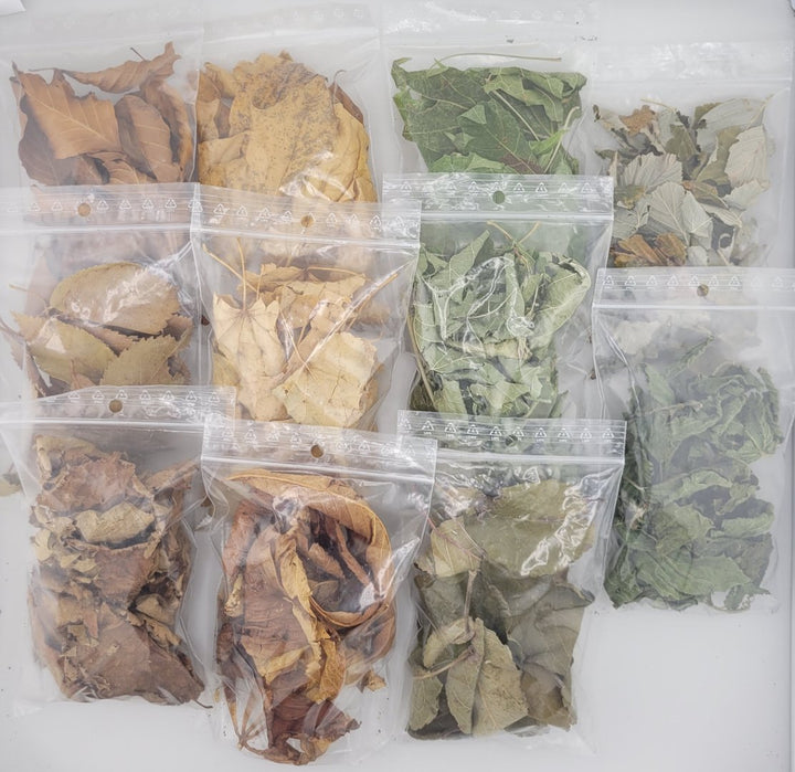 Bunter Blätter-Mix, braune/grüne Futterblätter, Ergänzungsfutter für Garnelen - 20 Stück