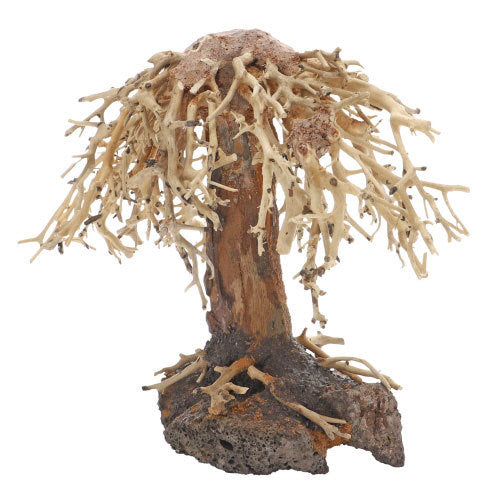Dupla Weeping Willow 2 von Dupla