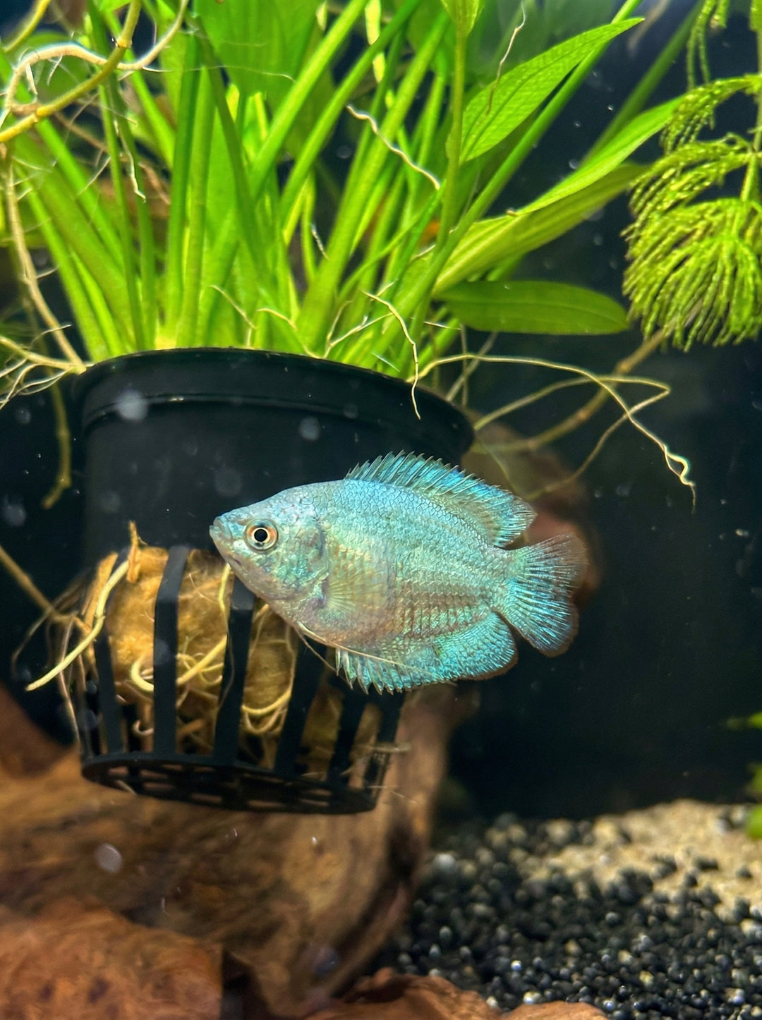 Kobaltblauer Zwergfadenfisch (Trichogaster lalius)