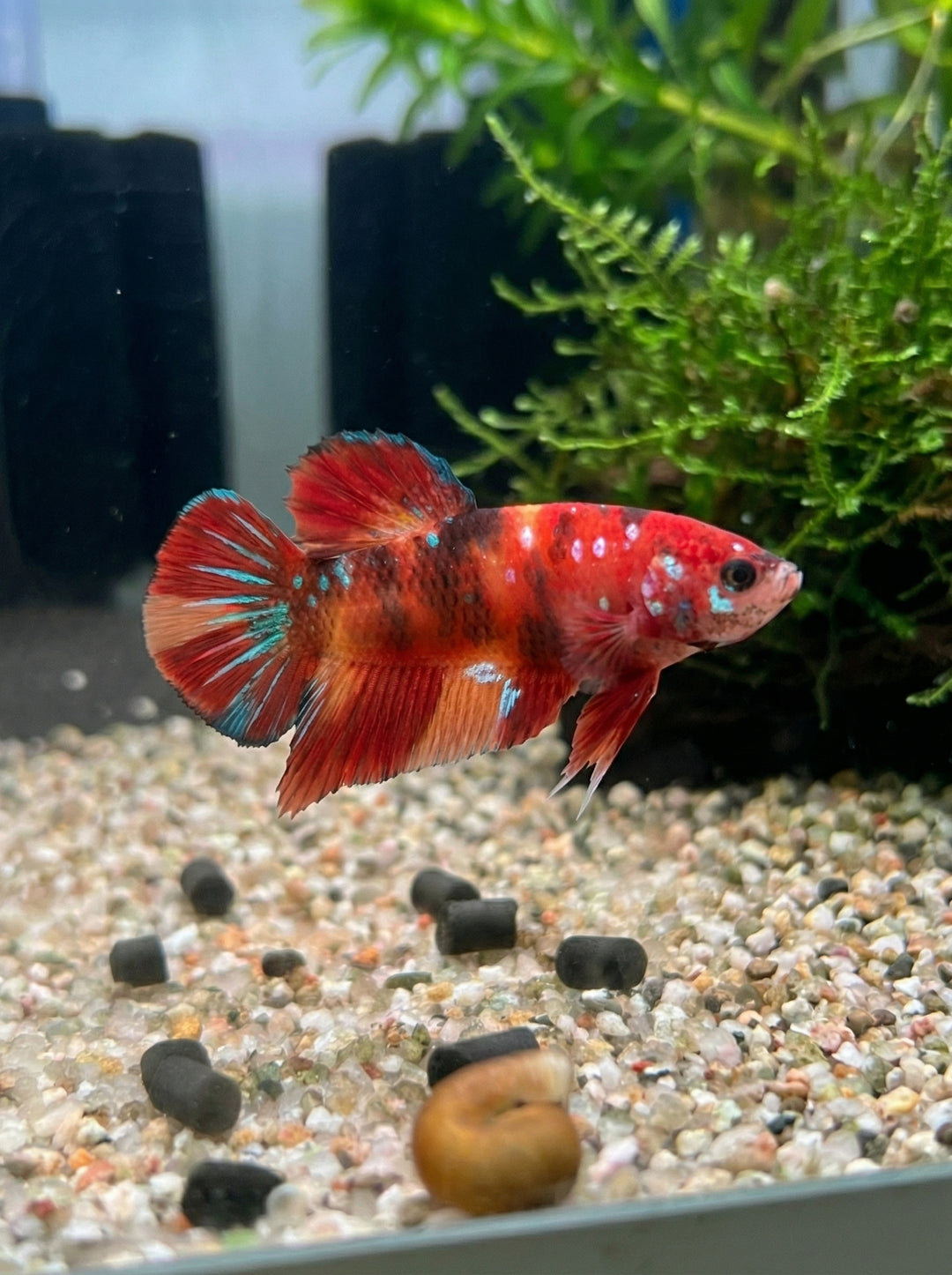 Koi-Kampffisch Weibchen (Betta splendens)