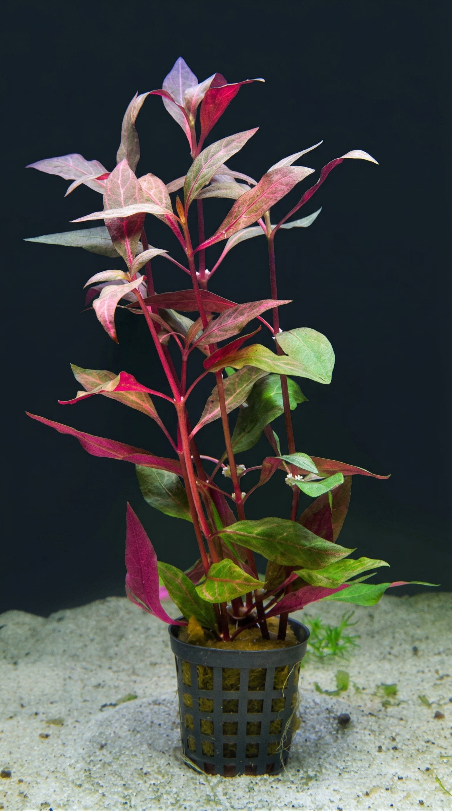 Alternanthera cardinalis 'Variegata', Bunte Kardinalslobelie – im Töpfchen von Finn & Reef
