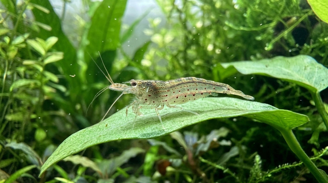 Amano Garnele / Yamato Garnele (Caridina multidentata) von Finn &amp; Reef