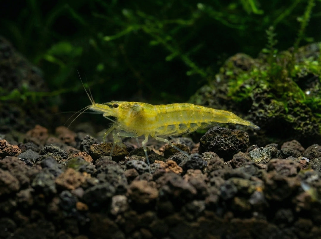 Amanogarnele Gelb (Caridina cf. multidentata) von Finn &amp; Reef