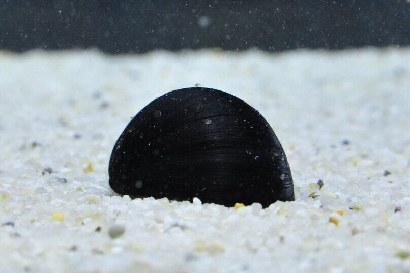 Anthrazit-Rennschnecke / Schwarze Rennschnecke (Neritina pulligera) von Finn & Reef