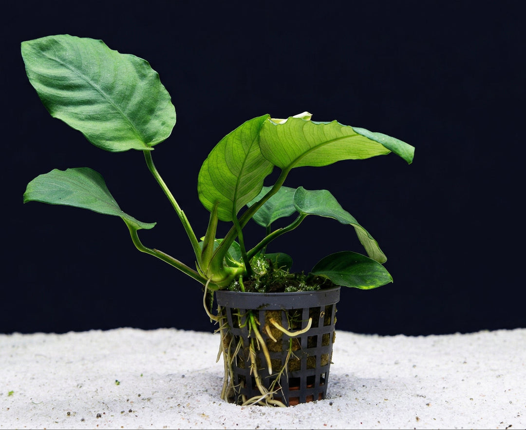 Anubias barteri, Breitblättriges Speerblatt – im Töpfchen von Finn &amp; Reef