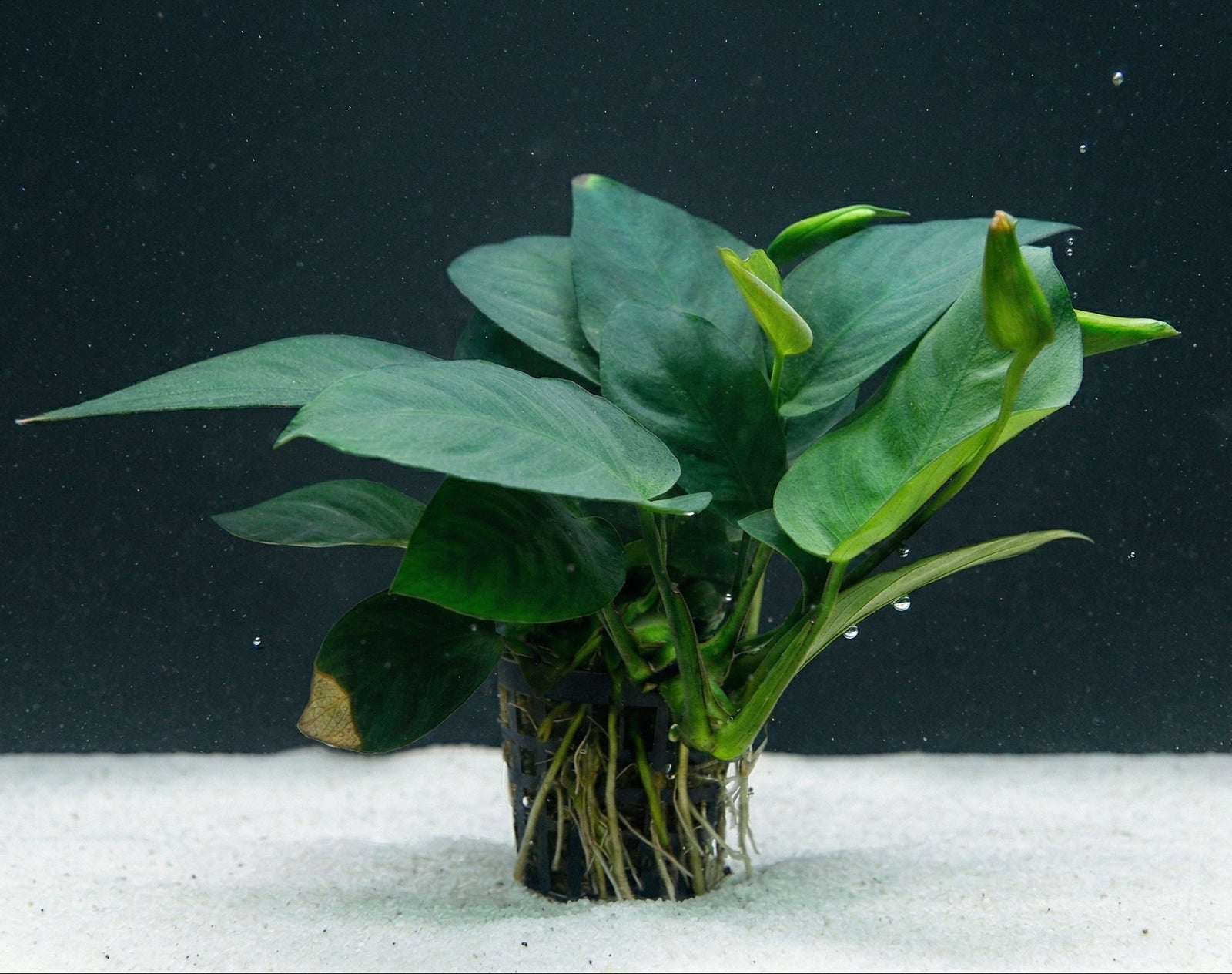 Anubias barteri var. nana, Zwergspeerblatt – im Töpfchen von Finn & Reef