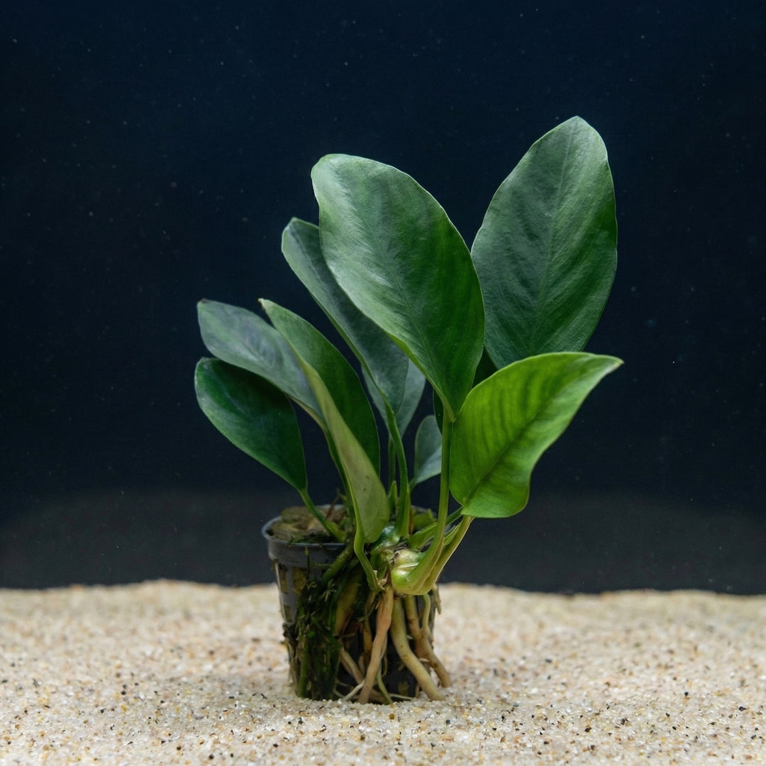 Anubias congensis – Kongospeerblatt im Töpfchen von Finn &amp; Reef