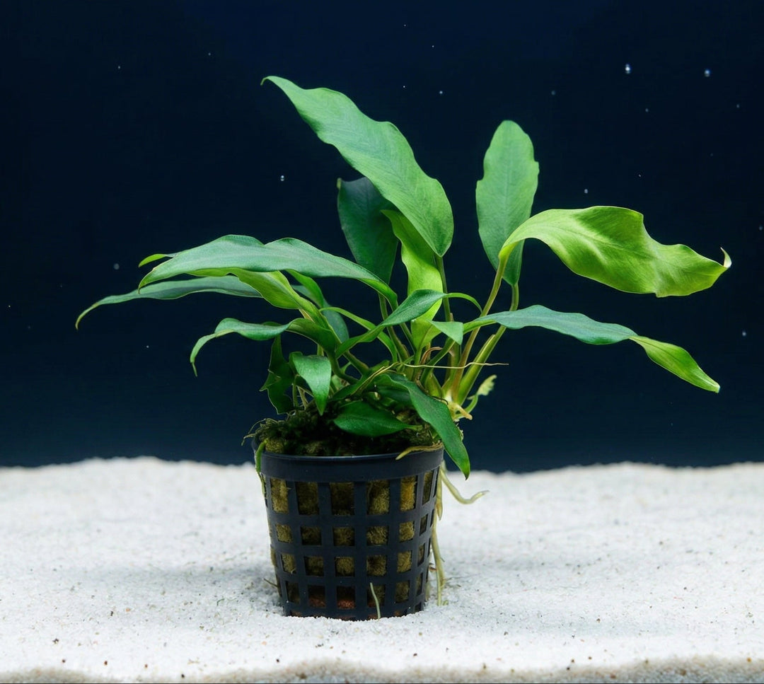 Anubias lanceolata, Schmalblättriges Speerblatt – im Töpfchen von Finn &amp; Reef
