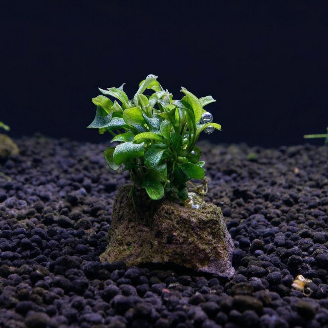 Anubias var. barteri "Mini Coin" auf Nano-Lavastein - Aufsitzerpflanze von Finn &amp; Reef