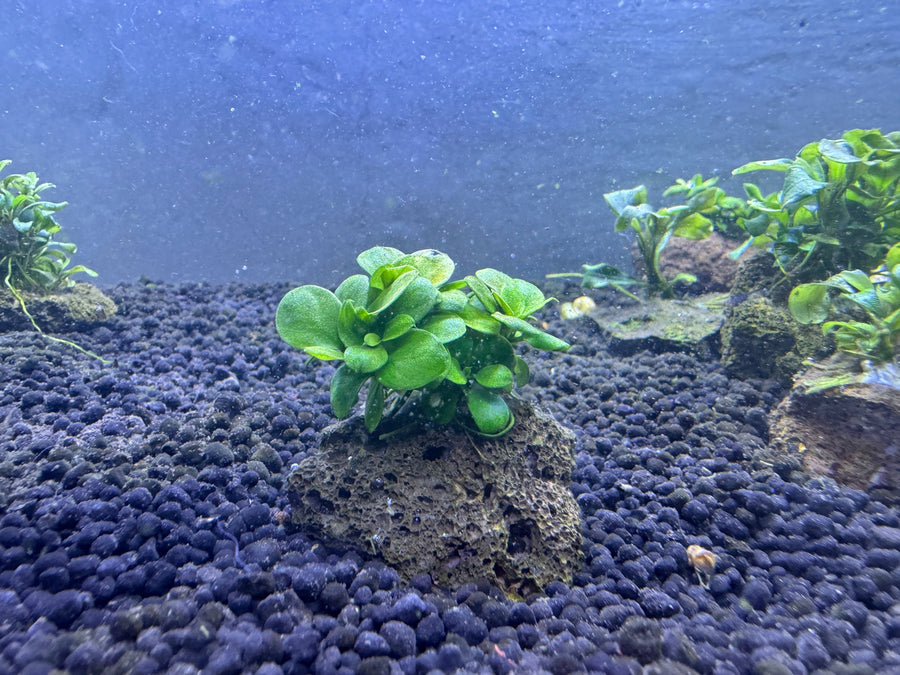 Anubias var. barteri nana auf Nano-Lavastein - Aufsitzerpflanze von Finn & Reef