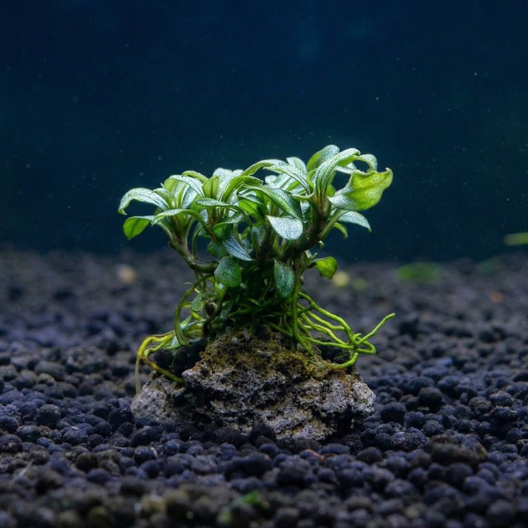 Anubias var. barteri "Small Leaf" auf Nano-Lavastein - Aufsitzerpflanze von Finn &amp; Reef