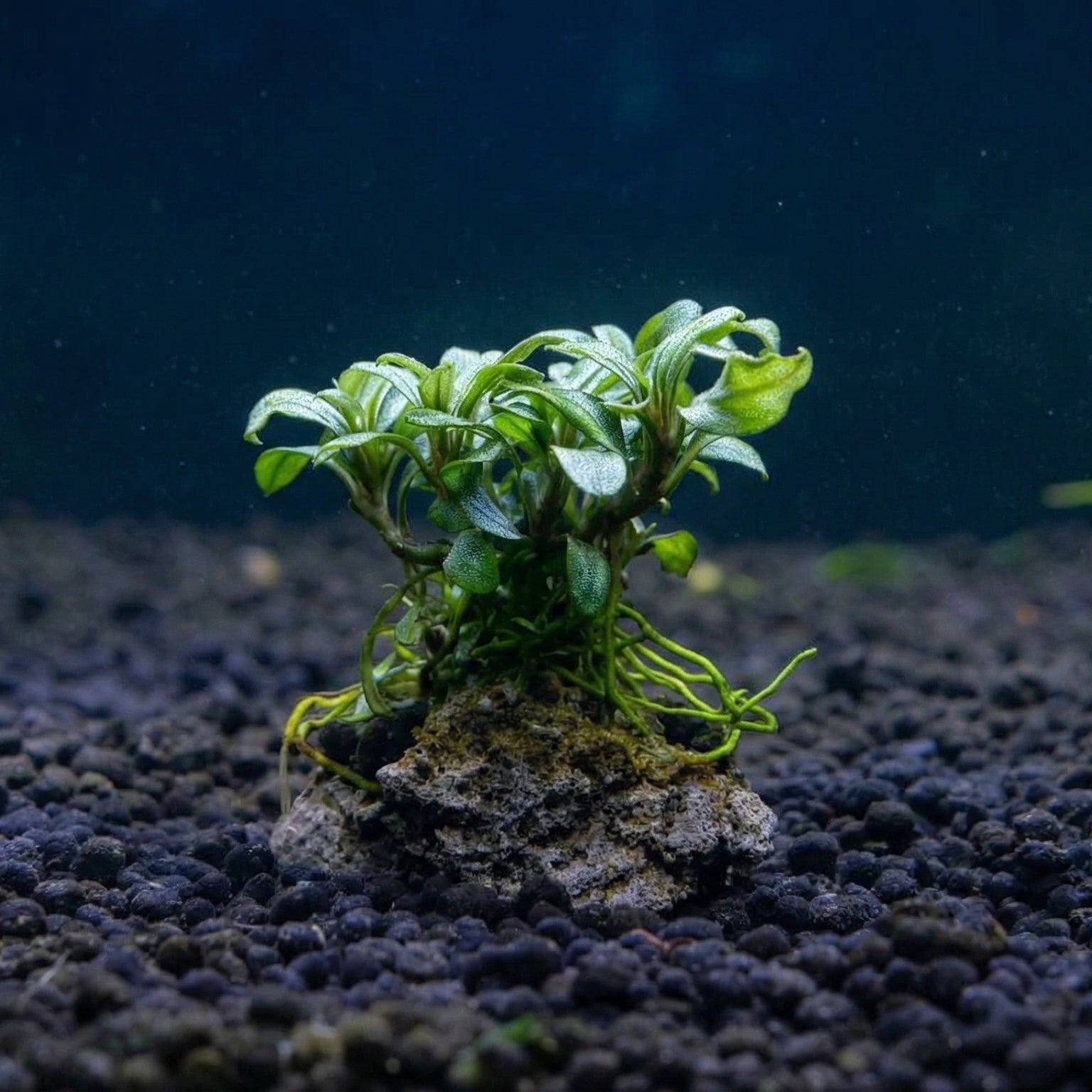 Anubias var. barteri "Small Leaf" auf Nano-Lavastein - Aufsitzerpflanze von Finn & Reef