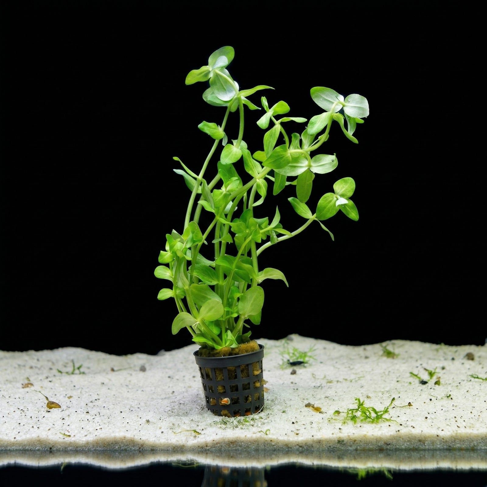 Bacopa amplexicaulis, Großblättriges Wasserkraut – im Töpfchen von Finn & Reef