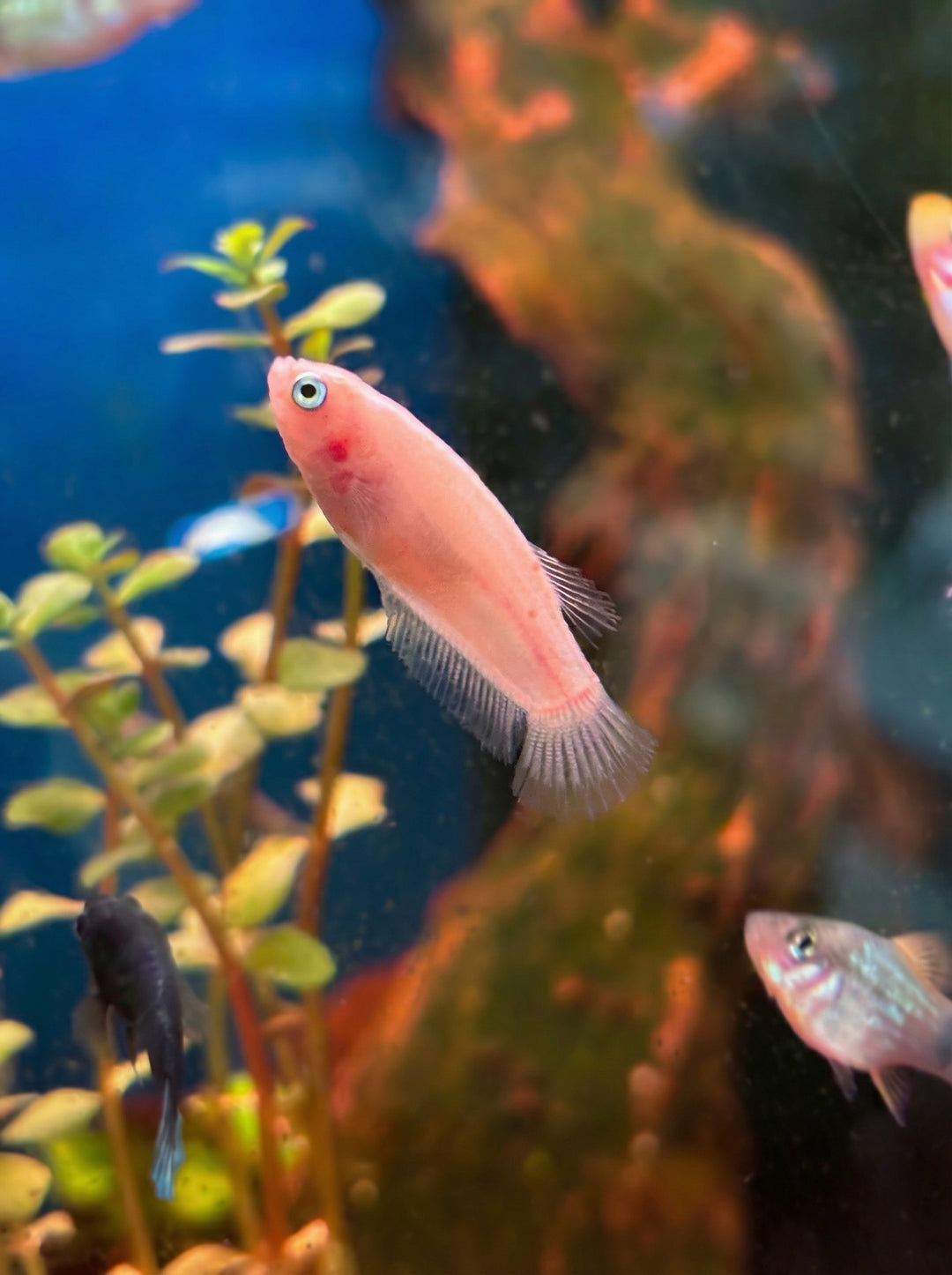 Betta splendens Weibchen (Betta splendens) von Finn &amp; Reef