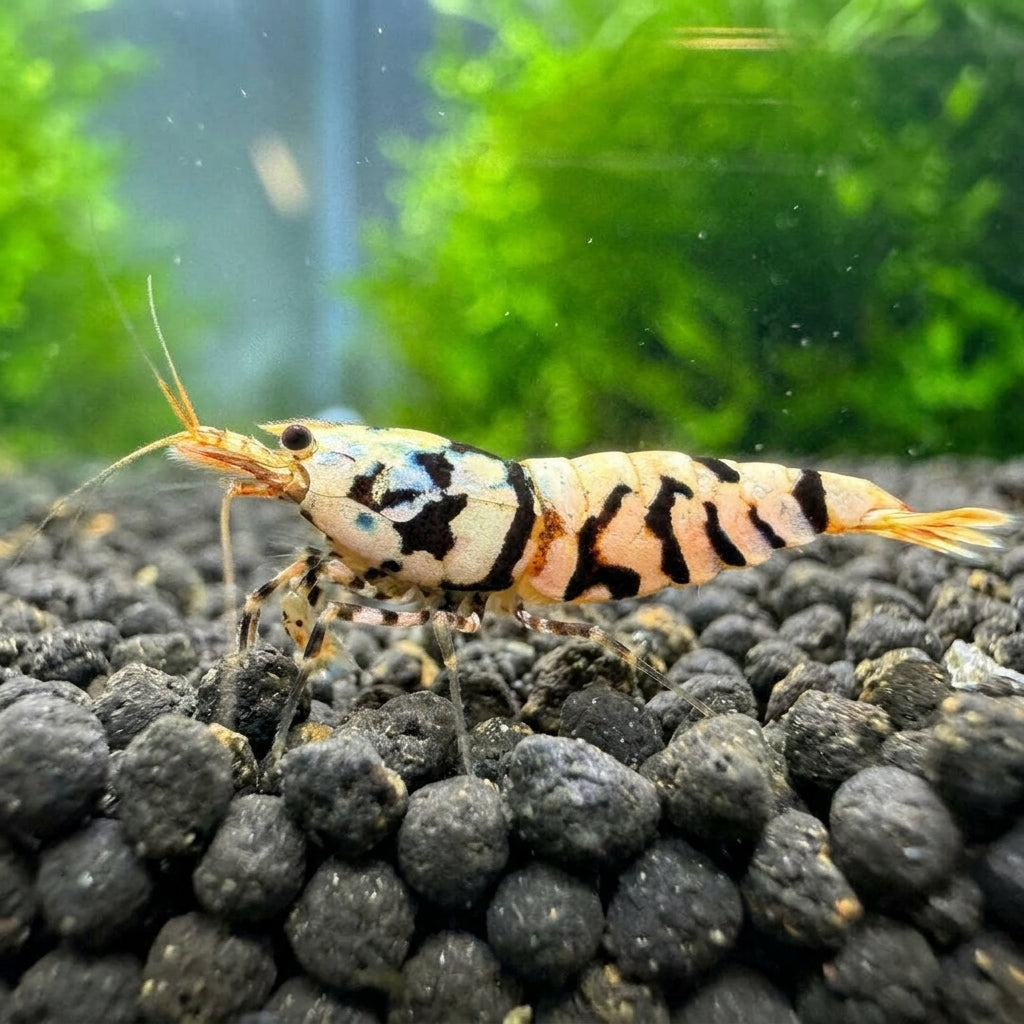 Black Fancy Tiger - Caridina sp. (DNZ) von Finn &amp; Reef