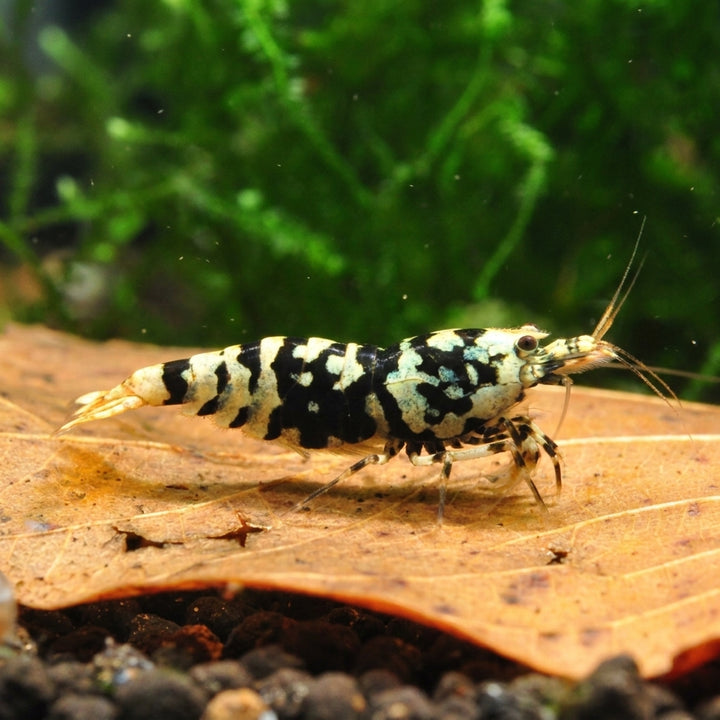 Black Fancy Tiger - Caridina sp. (DNZ) von Finn &amp; Reef