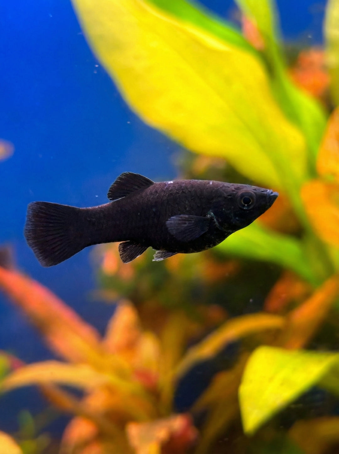 Black Molly (Poecilia sphenops) von Finn &amp; Reef